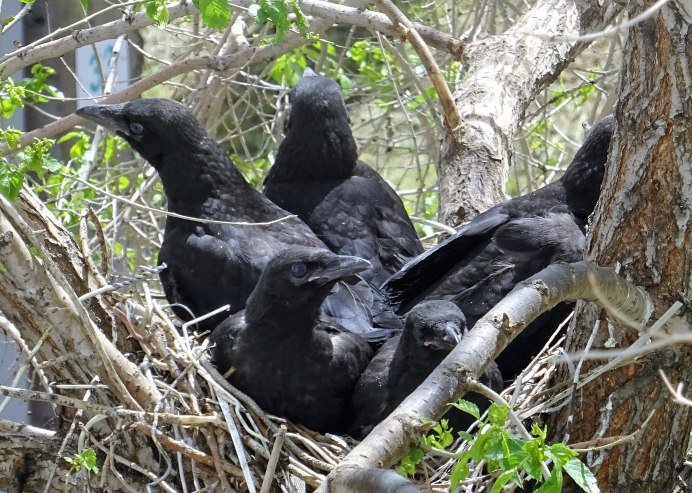 Ворона фото