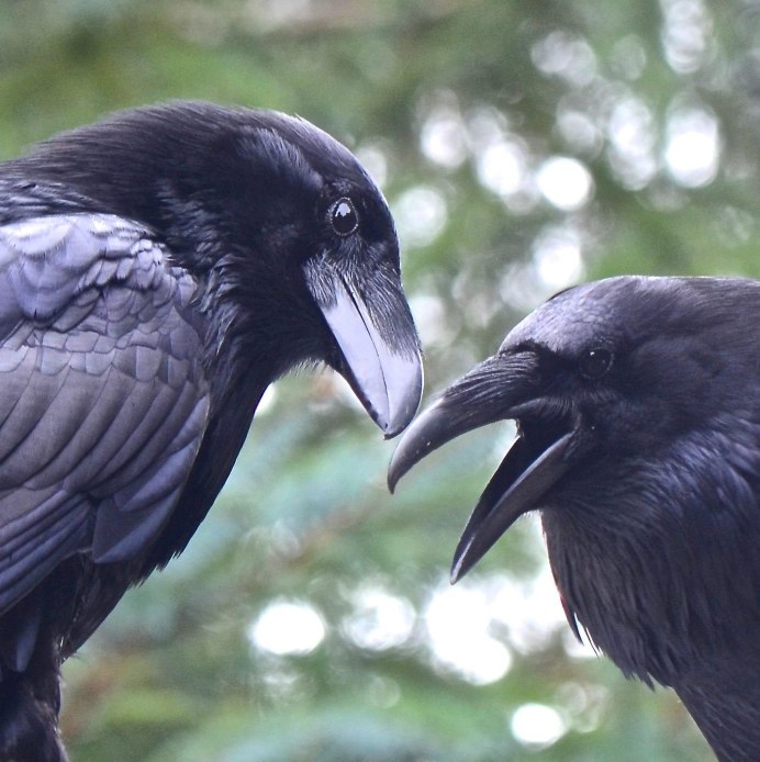 Гавран ворон