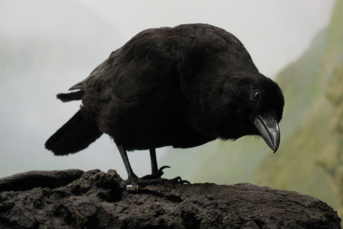 Ворон обыкновенныи