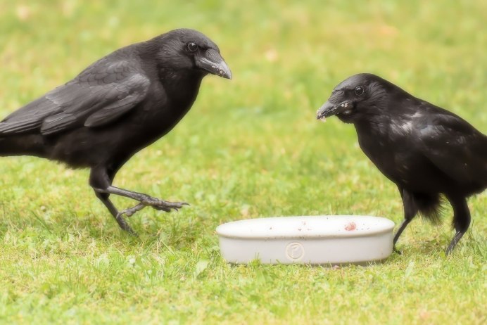 Ворон окрас