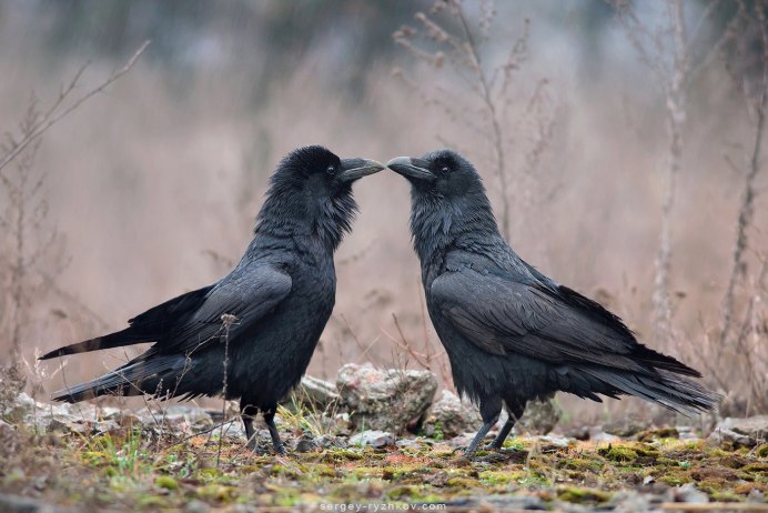 Ворон птица птенец