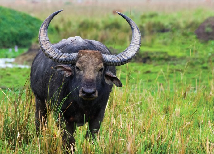 Buffalo PNG