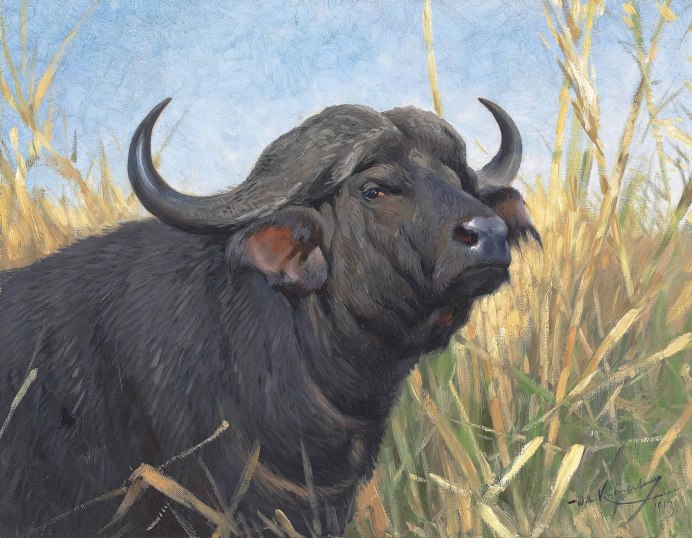 92. Cape Buffalo