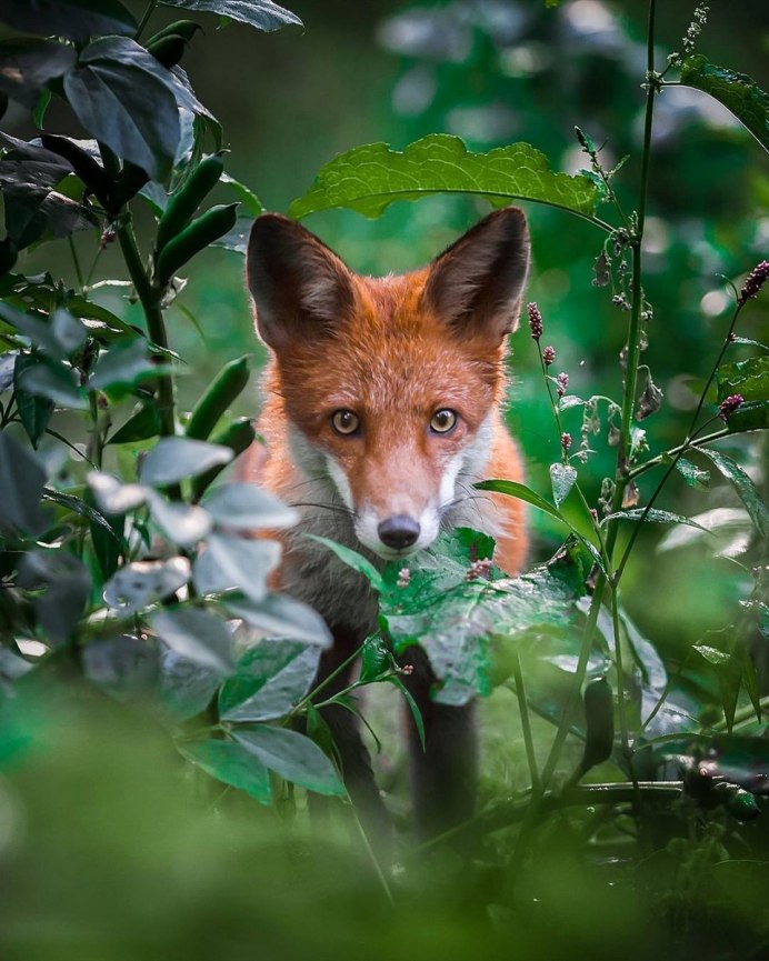 Green Fox логотип