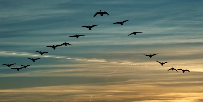 Птицы летят косяком (43 фото)