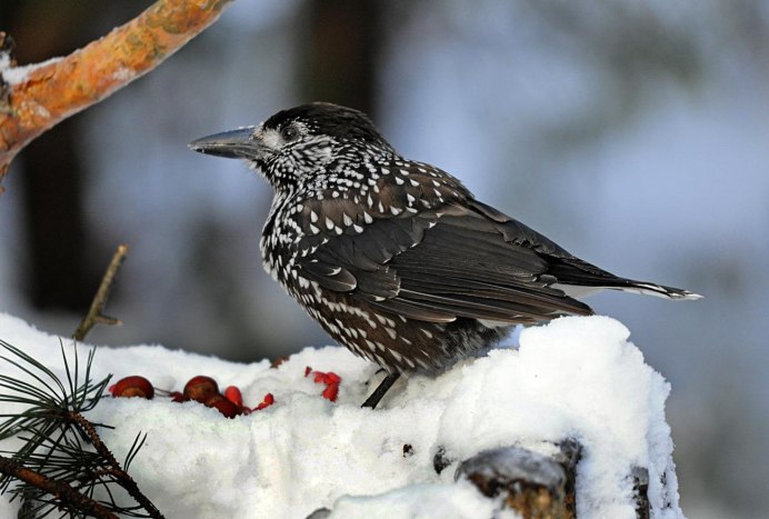 Кедровка в тайге