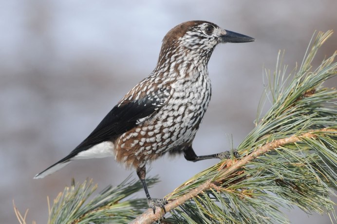 Камчатская Кедровка