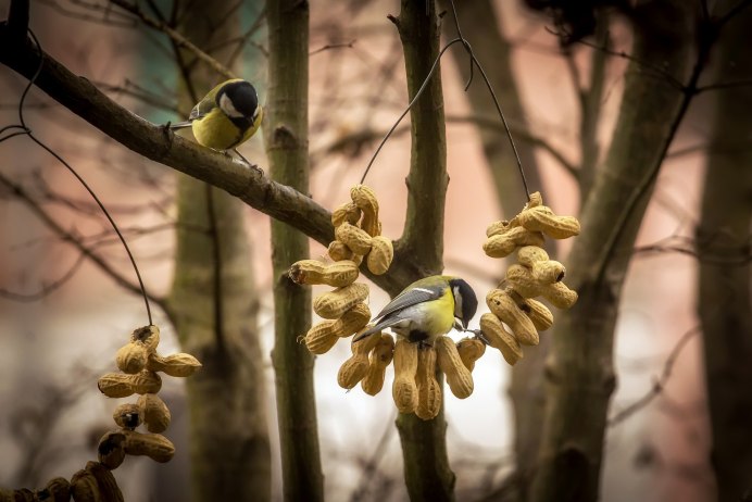 Слеток горихвостки