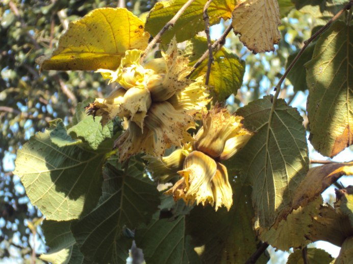 Клен остролистный почки