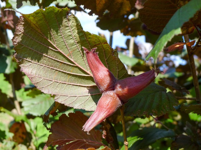 Птичья винная ягода