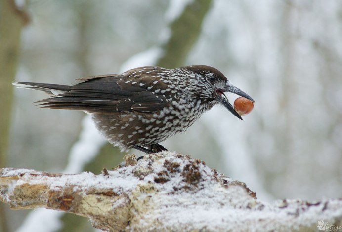 Кедровка Ореховка