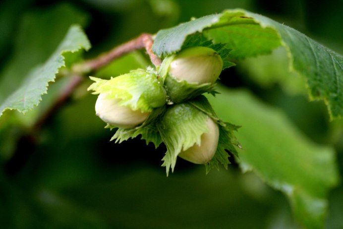 Курский Соловей