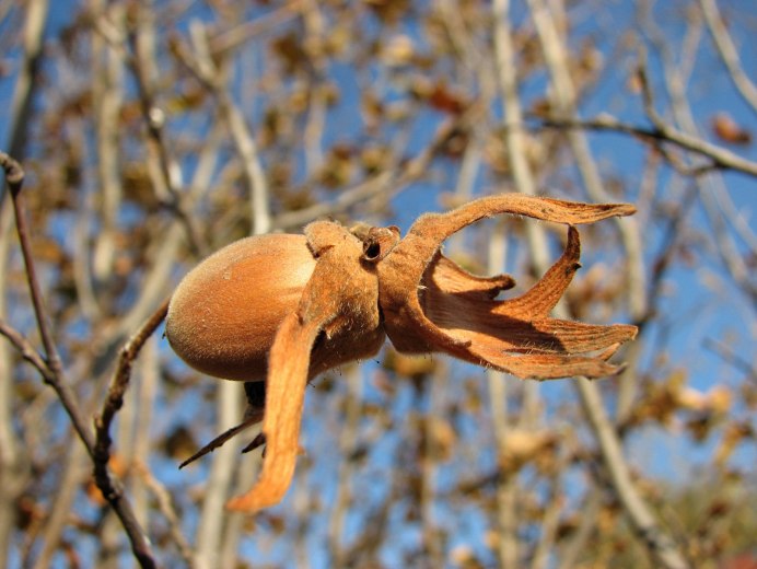 Птица орешник