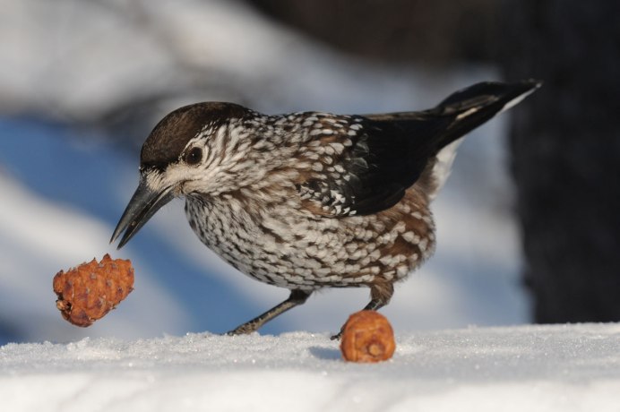 Зимующие птицы Кедровка