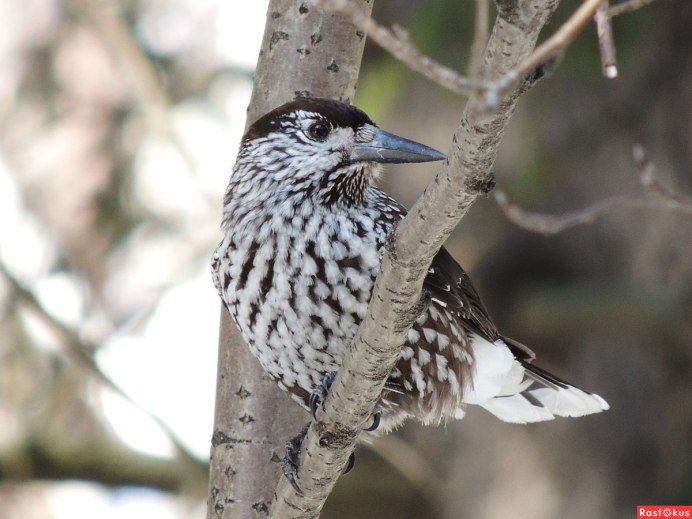 Ронжа Кедровка