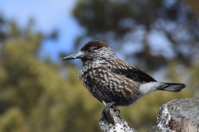 Кедровка Nucifraga caryocatactes Linnaeus,1758