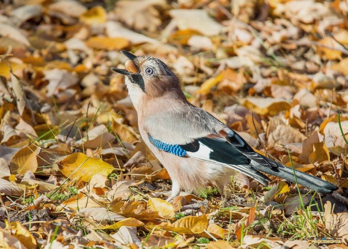 Сойка Приморский край