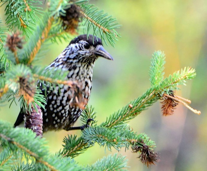 Кедровка Nucifraga caryocatactes Linnaeus,1758