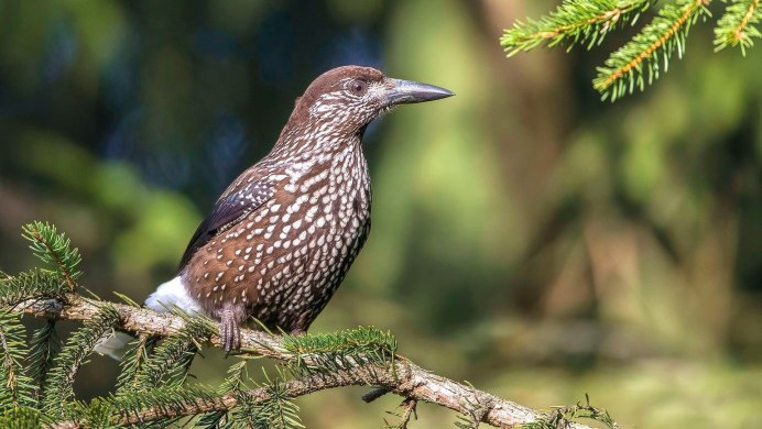 Птицы тайги Кедровка