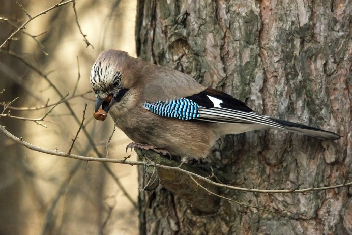 Сойка Кареза