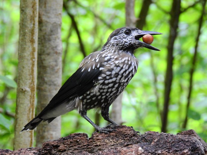 Кедровка Ореховка