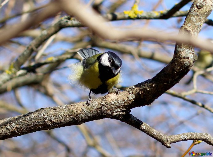 Большая синица на дереве