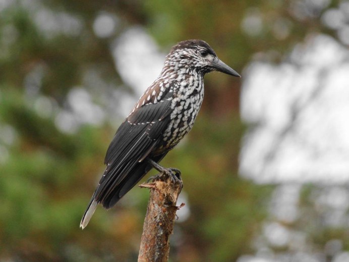 Кедровка Ореховка птица