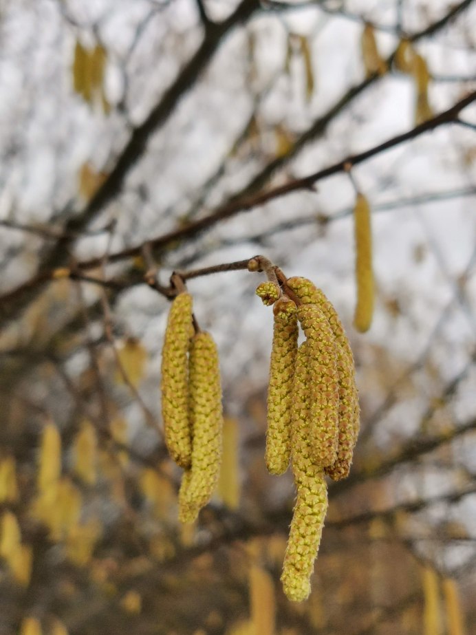 Отряд певчие воробьиные