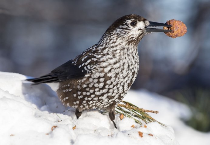 Кедровка обыкновенная