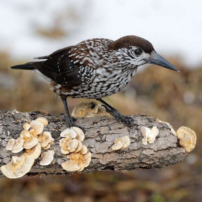 Кедровка в тайге