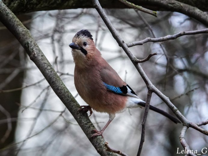 Синица лазоревка