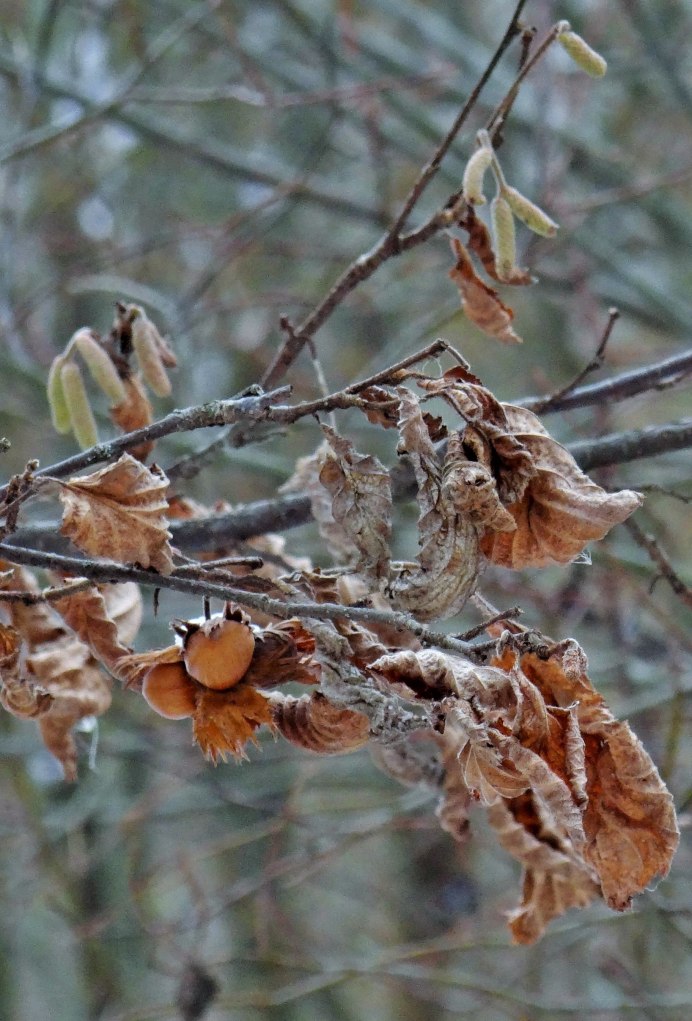 Сойка с желудем