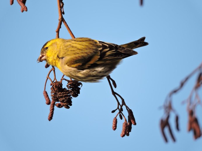 Орешник дерево с колючками