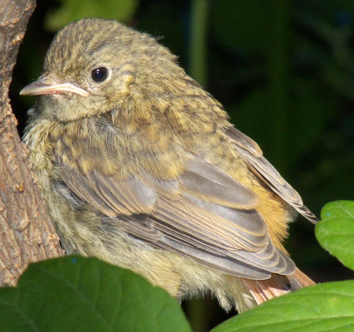Corylus avellana 'quercifolia' a