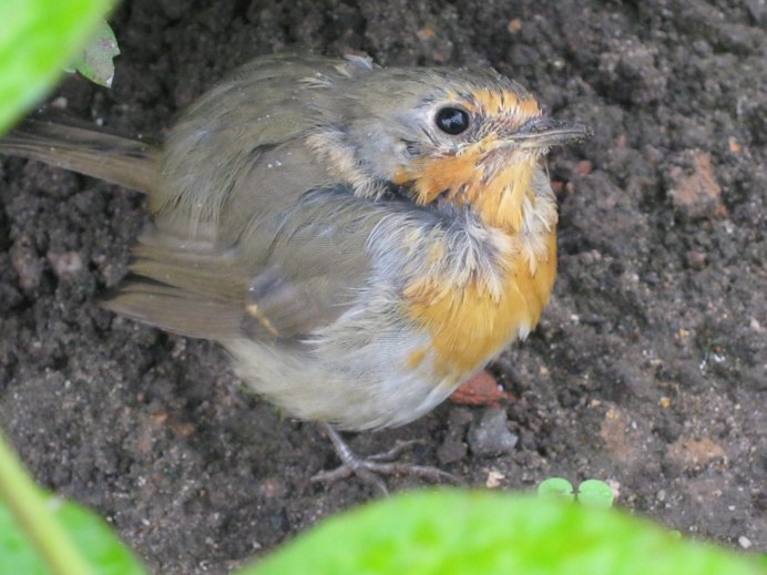 Птичка живёт на дачах