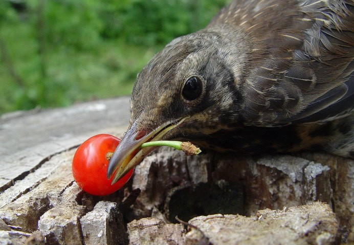 Большой пестрый дятел клюва