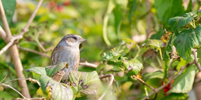 Лесная завирушка гнездо