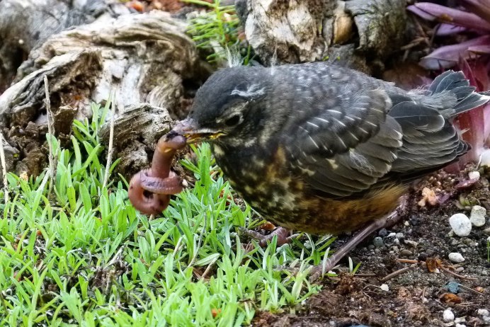 Дрозды в саду