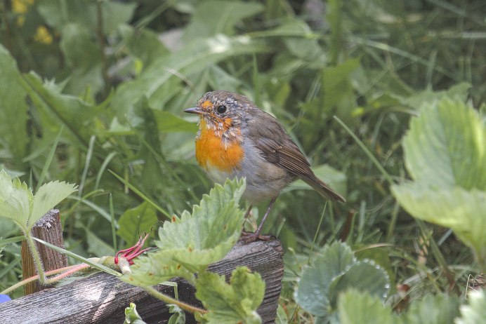 Зарянка птица расцветки