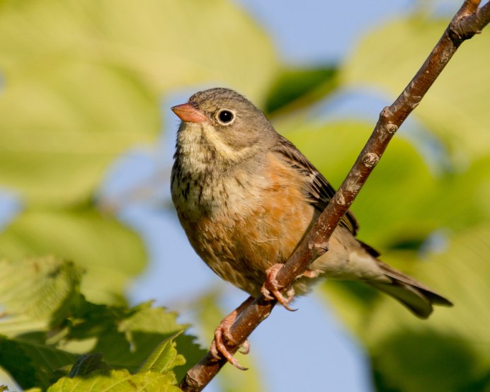 Зяблик синица