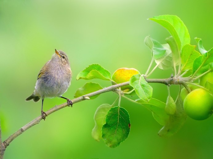 Горихвостка-Чернушка птенец