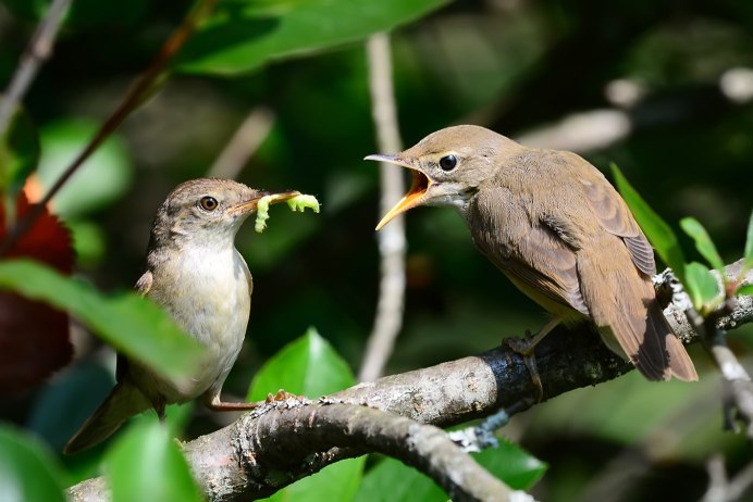 Большая синица гнездо