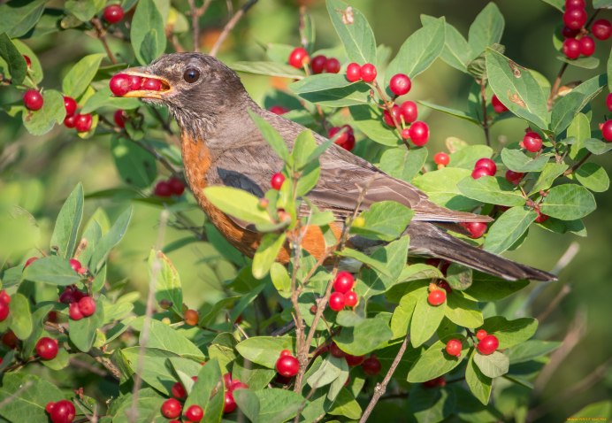 Робин птичка фото вылетевшая из гнезда