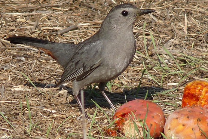 Птицы в кустарниках