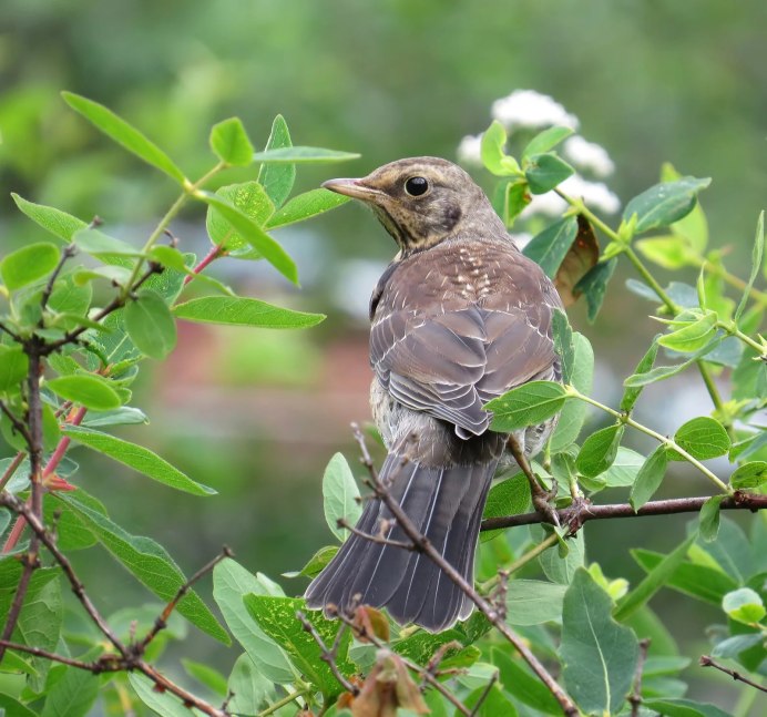 Малинник птица