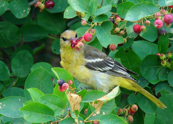 Птицы в саду