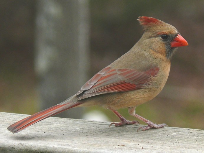 Щур - pinicola enucleator