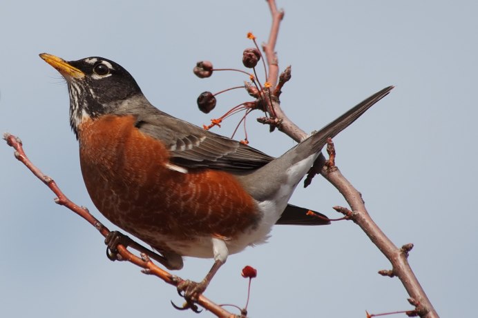 Carduelis flammea