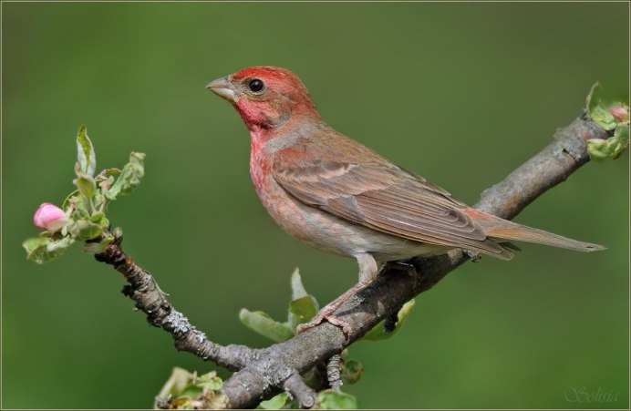 Сибирская чечевица (Carpodacus roseus (Pall.)