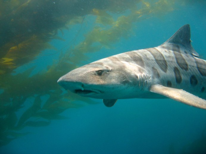 Леопардовая акула - картинки и фото poknok.art